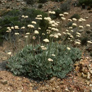 Eriogonum molle, Canon de la Mina, Cedros Isl.