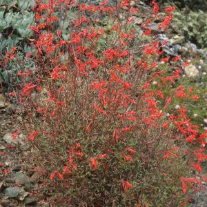 Xylonagra arborea, upper Canon de la Mina, Cedros Isl.