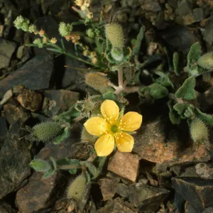 Mentzelia hirsutissima var. nesiotes, Natividad Isl.