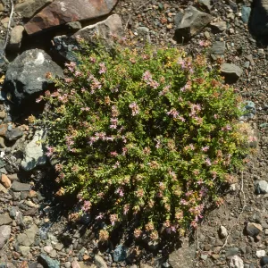 Monardella thymifolia, Gran Canon, Cedros Island