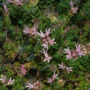 Monardella thymifolia, Gran Canon, Cedros Isl.