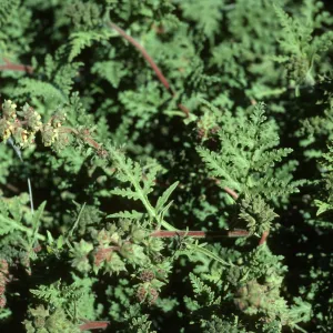 Ambrosia camphorata, Cedros Island