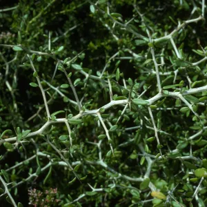 Zizyphus, Canon de la Mina, Cedros Island