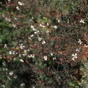 Sibara, Cedros Island