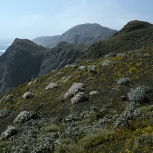 Viguiera lanata, Eriogonum pondii, Coreocarpus,Natividad Island