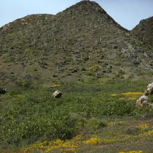 Lavatera, Hemizonia, W. San Benito Island