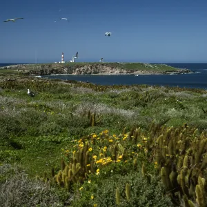 View of North Island from NE side of Todos Santos Islands