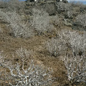 Euphorbia misera, E. San Benito Isl.