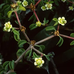Euphorbia, W. San Benito Isl.