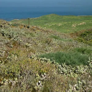 Opuntia (Prickly-pear) , N. of lighthouse, Natividad Island