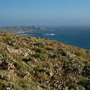 Maritime cactus scrub, West side of Natividad Island