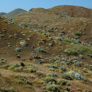 Central part of Natividad Island, North of lighthouse