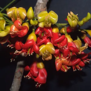 Trees of Santa Barbara Talk - Castanospermum australe 