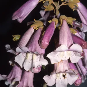 Trees of Santa Barbara Talk - Paulownia tomentosa 