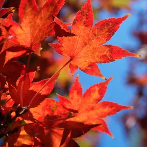 Trees of Santa Barbara Talk - Acer palmatum