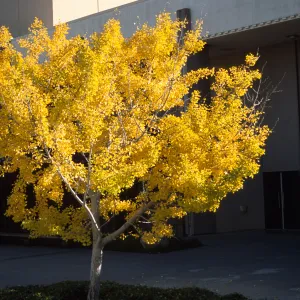 Trees of Santa Barbara Talk - Ginkgo biloba