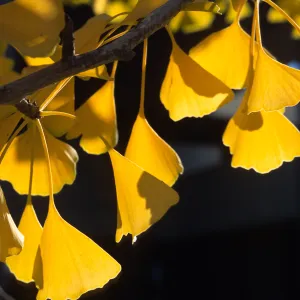 Trees of Santa Barbara Talk - Ginkgo biloba