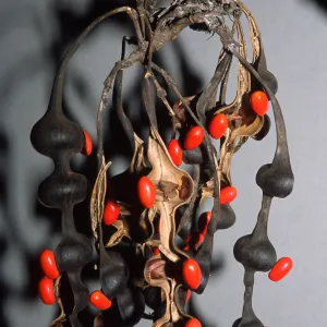 Trees of Santa Barbara Talk - Erythrina caffra