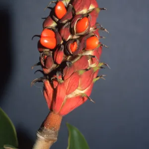 Trees of Santa Barbara Talk - Magnolia grandiflora