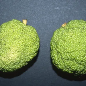 Trees of Santa Barbara Talk - Maclura pomifera