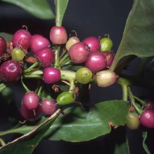 Trees of Santa Barbara Talk - Myoporum laetum