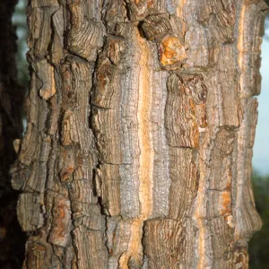 Trees of Santa Barbara Talk - Erythrina abyssinica