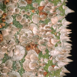 Trees of Santa Barbara Talk - Chorisia speciosa 