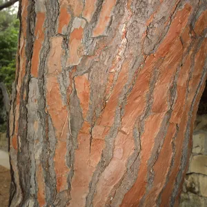 Trees of Santa Barbara Talk - Pinus pinea