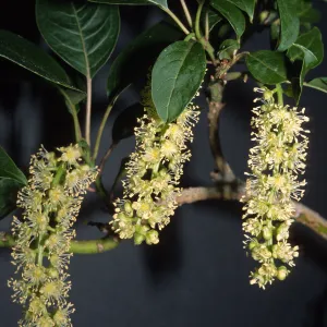 Trees of Santa Barbara Talk - Phytolacca dioica