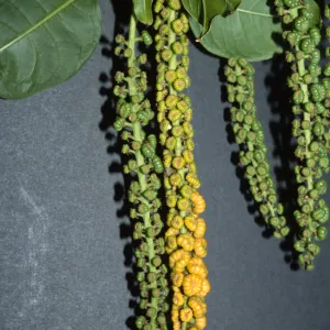 Trees of Santa Barbara Talk - Phytolacca dioica
