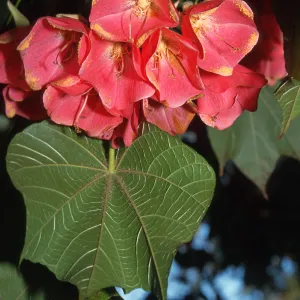 Trees of Santa Barbara Talk - Dombeya cacuminum