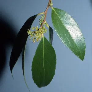 Trees of Santa Barbara Talk - Xylosma congestum