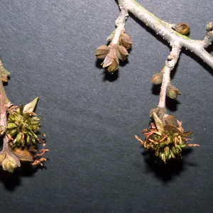 Trees of Santa Barbara Talk - Parrotia persica