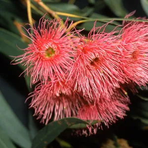 Trees of Santa Barbara Talk - Eucalyptus leucoxylon 