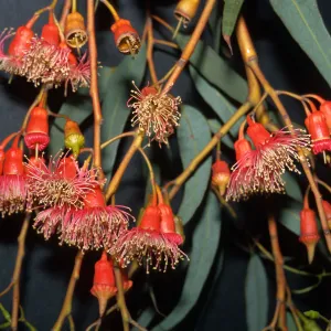 Trees of Santa Barbara Talk - Eucalyptus torquata