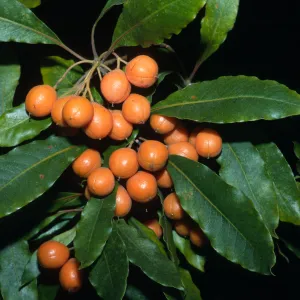 Trees of Santa Barbara Talk - Pittosporum undulatum
