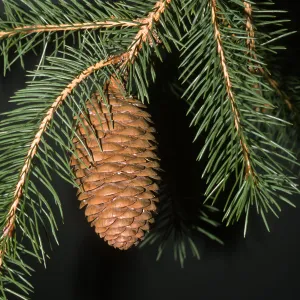 Trees of Santa Barbara Talk - Picea abies
