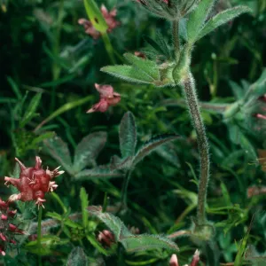 Trifolium albopurpureum, Santa Cruz Island, Peak 777