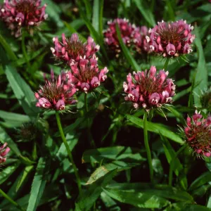 Trifolium willdenovii, West Anacapa Island, west of Summit Peak