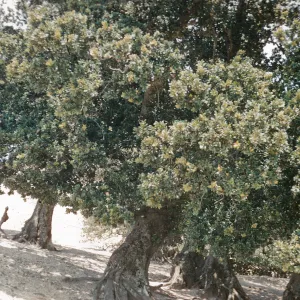 Oak trees near radar site