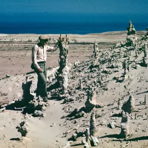 Tree Casts, San Nicolas Island