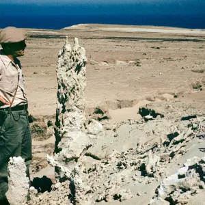 Tree Casts, San Nicolas Island