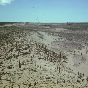 Tree Casts, San Nicolas Island
