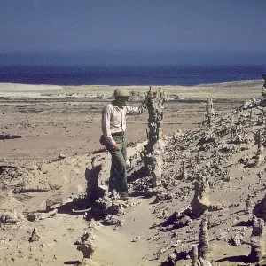 Tree Casts-Rett. San Nicolas Island