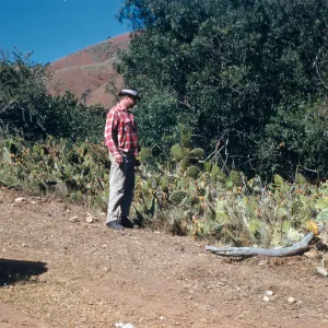 Cochincal on cactus (Prickly-pear), Coches Prietos Canyon, Santa Cruz Island