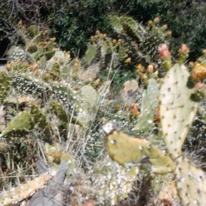 Cochincal on cactus (Prickly-pear), Coches Prietos Canyon, Santa Cruz Island