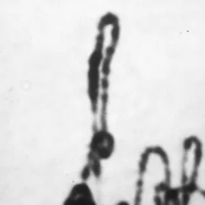 Lilium Croft mid leptotene- foldback