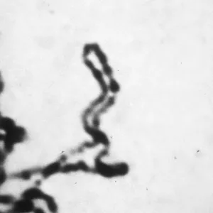 Lilium Croft mid leptotene - foldback