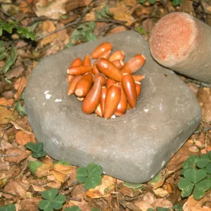 Golden Harvest Slide Show, mortar, pestle, acorns