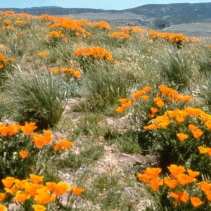 Golden Harvest Slide Show